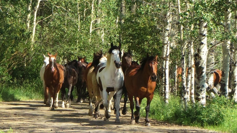 Aspen
